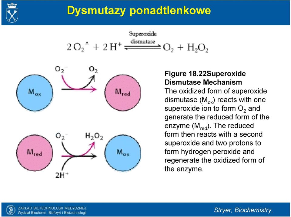 one superoxide ion to form O 2 and generate the reduced form of the enzyme (M red ).