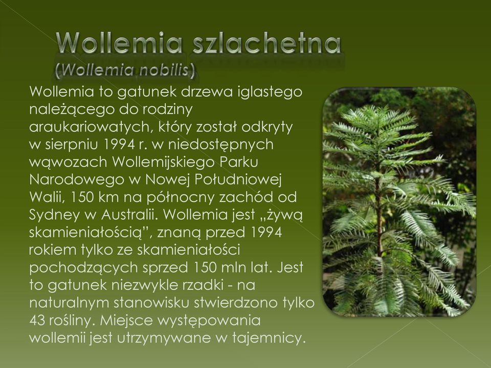 Australii. Wollemia jest żywą skamieniałością, znaną przed 1994 rokiem tylko ze skamieniałości pochodzących sprzed 150 mln lat.