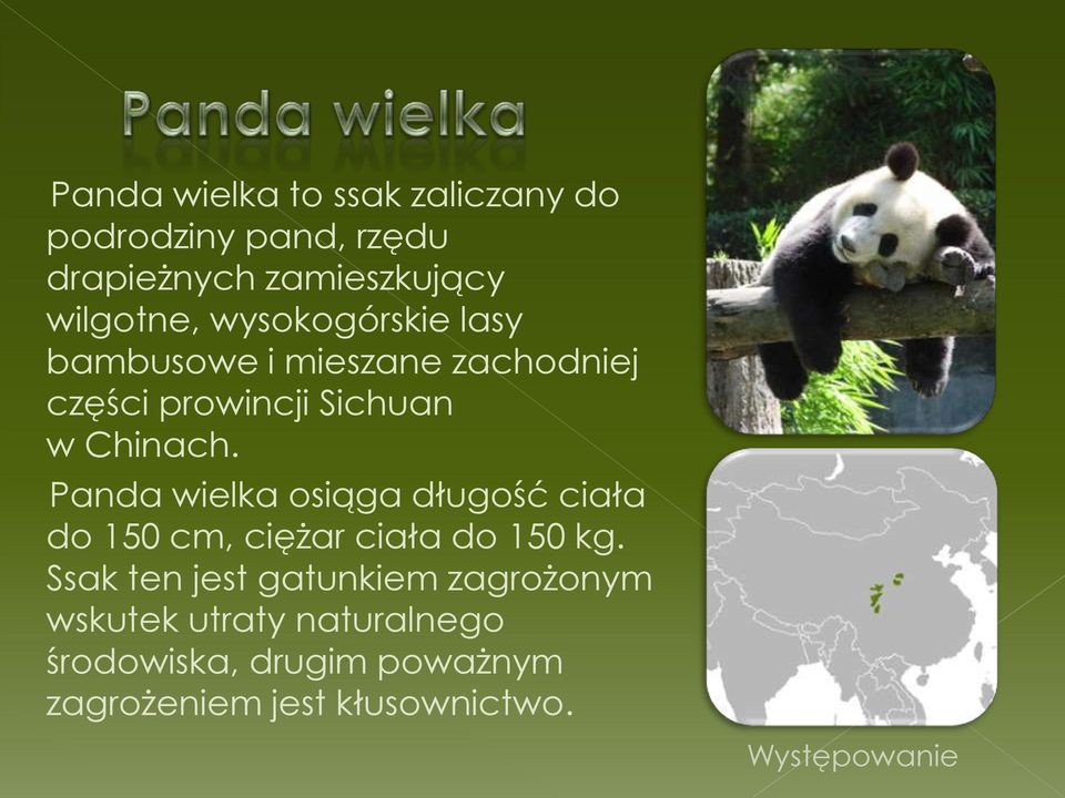 Panda wielka osiąga długość ciała do 150 cm, ciężar ciała do 150 kg.