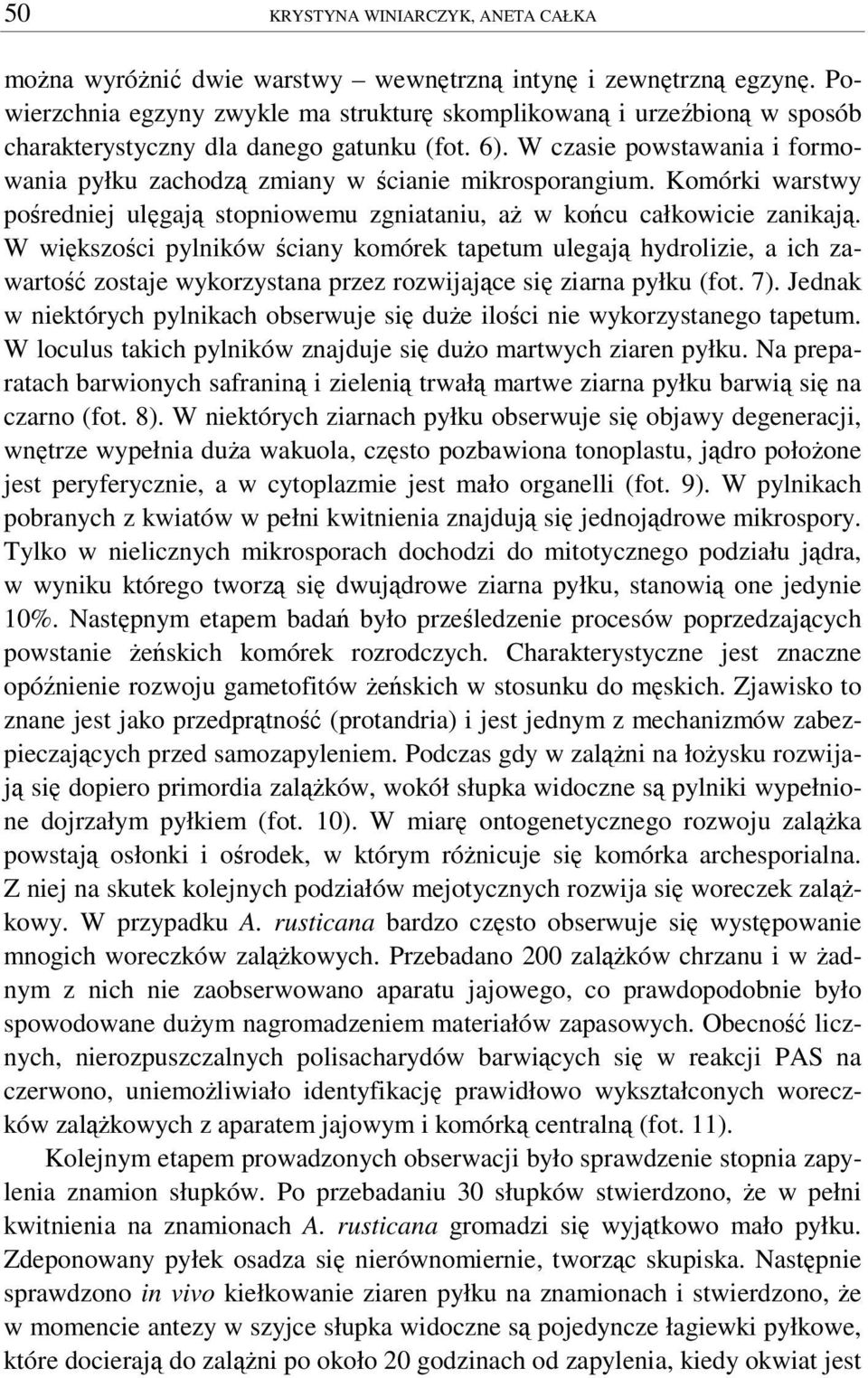 Komórki warstwy poredniej ulgaj stopniowemu zgniataniu, a w kocu całkowicie zanikaj.