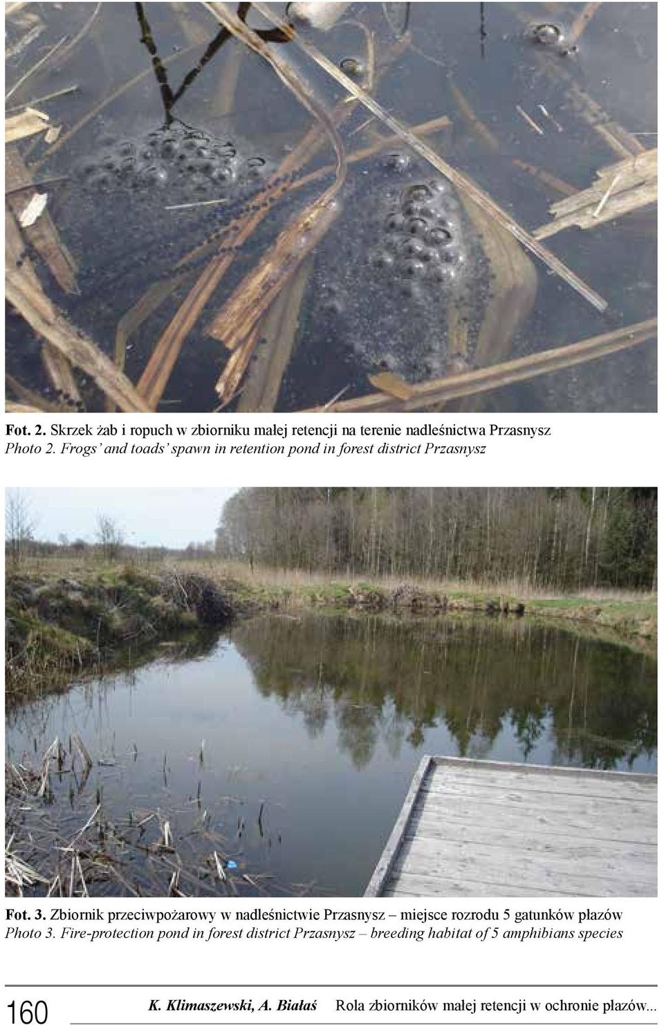 Frogs and toads spawn in retention pond in forest district Przasnysz Fot. 3.