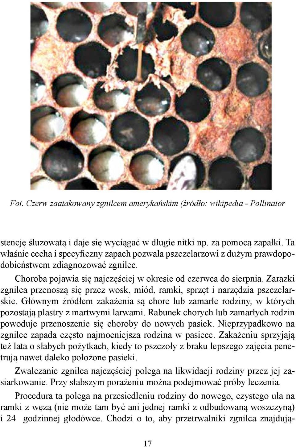 Zarazki zgnilca przenoszą się przez wosk, miód, ramki, sprzęt i narzędzia pszczelarskie. Głównym źródłem zakażenia są chore lub zamarłe rodziny, w których pozostają plastry z martwymi larwami.