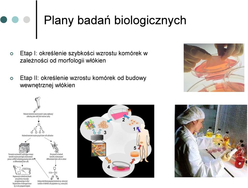 zależności od morfologii włókien Etap II: