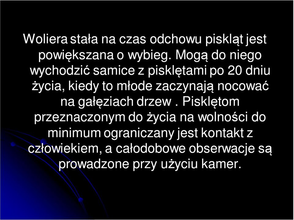 zaczynają nocować na gałęziach drzew.