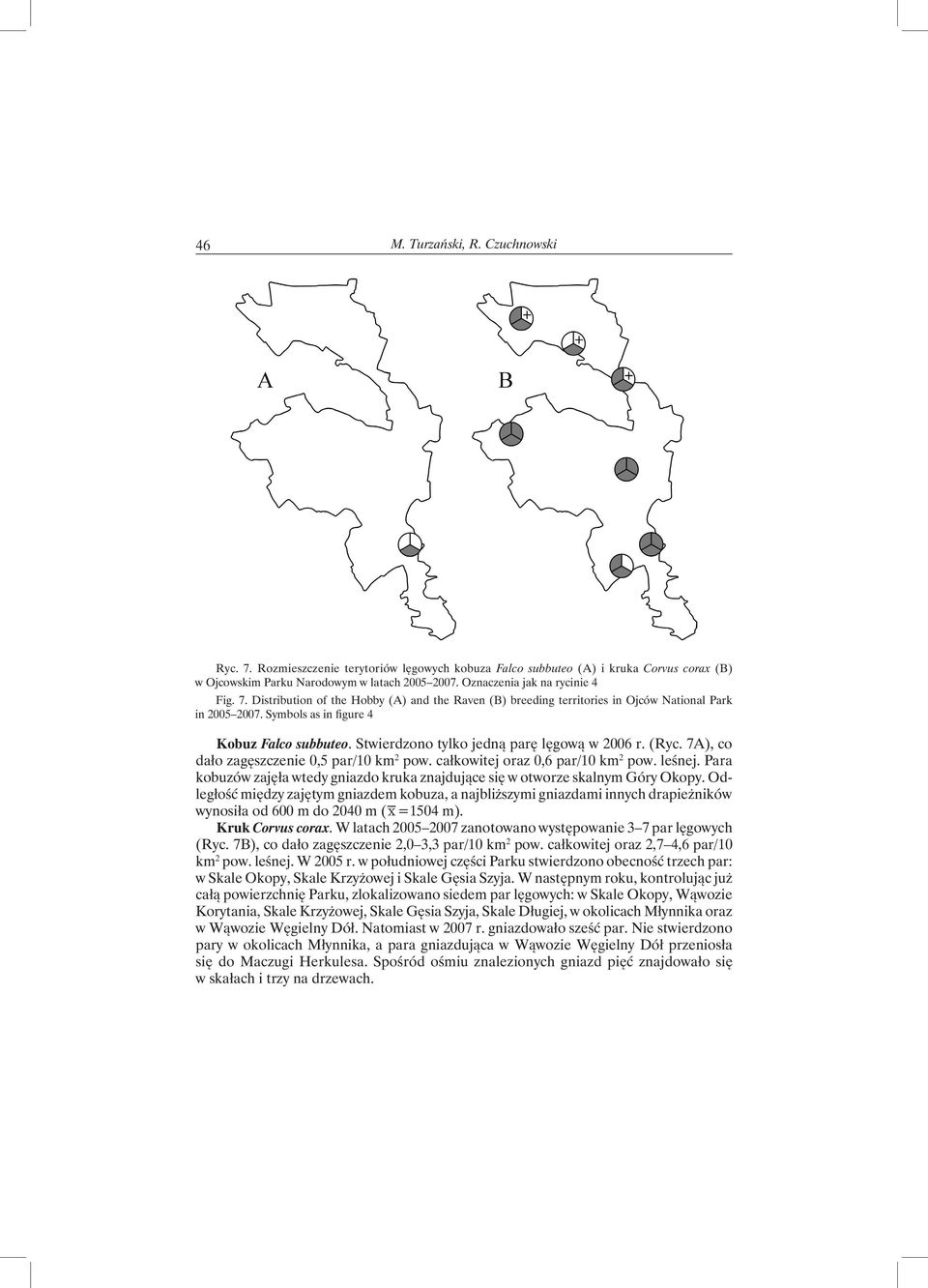 Stwierdzono tylko jedną parę lęgową w 2006 r. (Ryc. 7A), co dało zagęszczenie 0,5 par/10 km 2 pow. całkowitej oraz 0,6 par/10 km 2 pow. leśnej.
