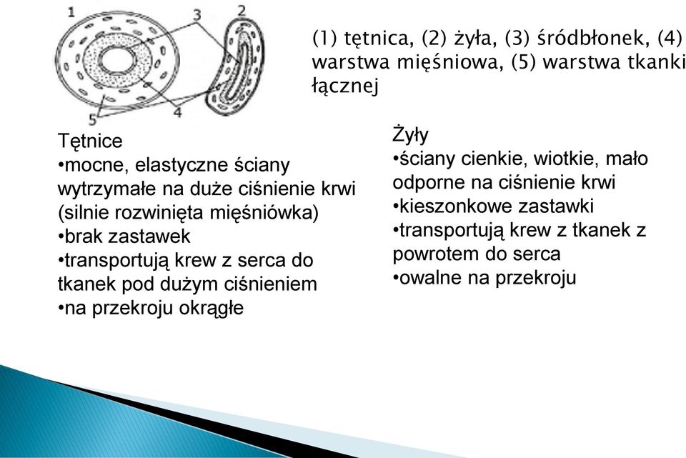 transportują krew z serca do tkanek pod dużym ciśnieniem na przekroju okrągłe Żyły ściany cienkie,