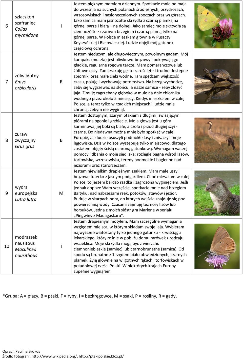 Jako samica mam jasnożółte skrzydła z czarną plamką na górnej parze i białą na dolnej. Jako samiec moje skrzydła są ciemnożółte z czarnym brzegiem i czarną plamą tylko na górnej parze.