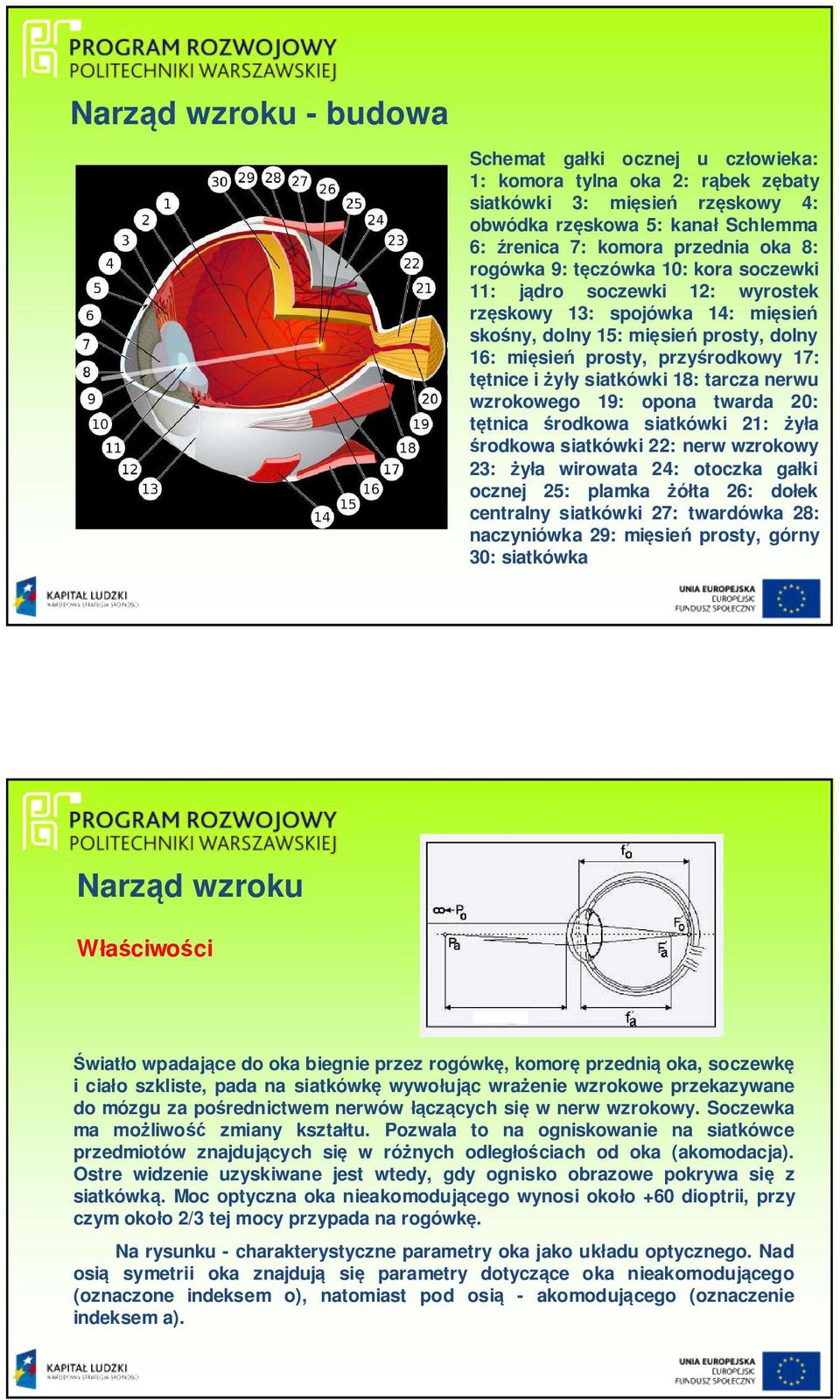 siatkówki 18: tarcza nerwu wzrokowego 19: opona twarda 20: tętnica środkowa siatkówki 21: żyła środkowa siatkówki 22: nerw wzrokowy 23: żyła wirowata 24: otoczka gałki ocznej 25: plamka żółta 26: