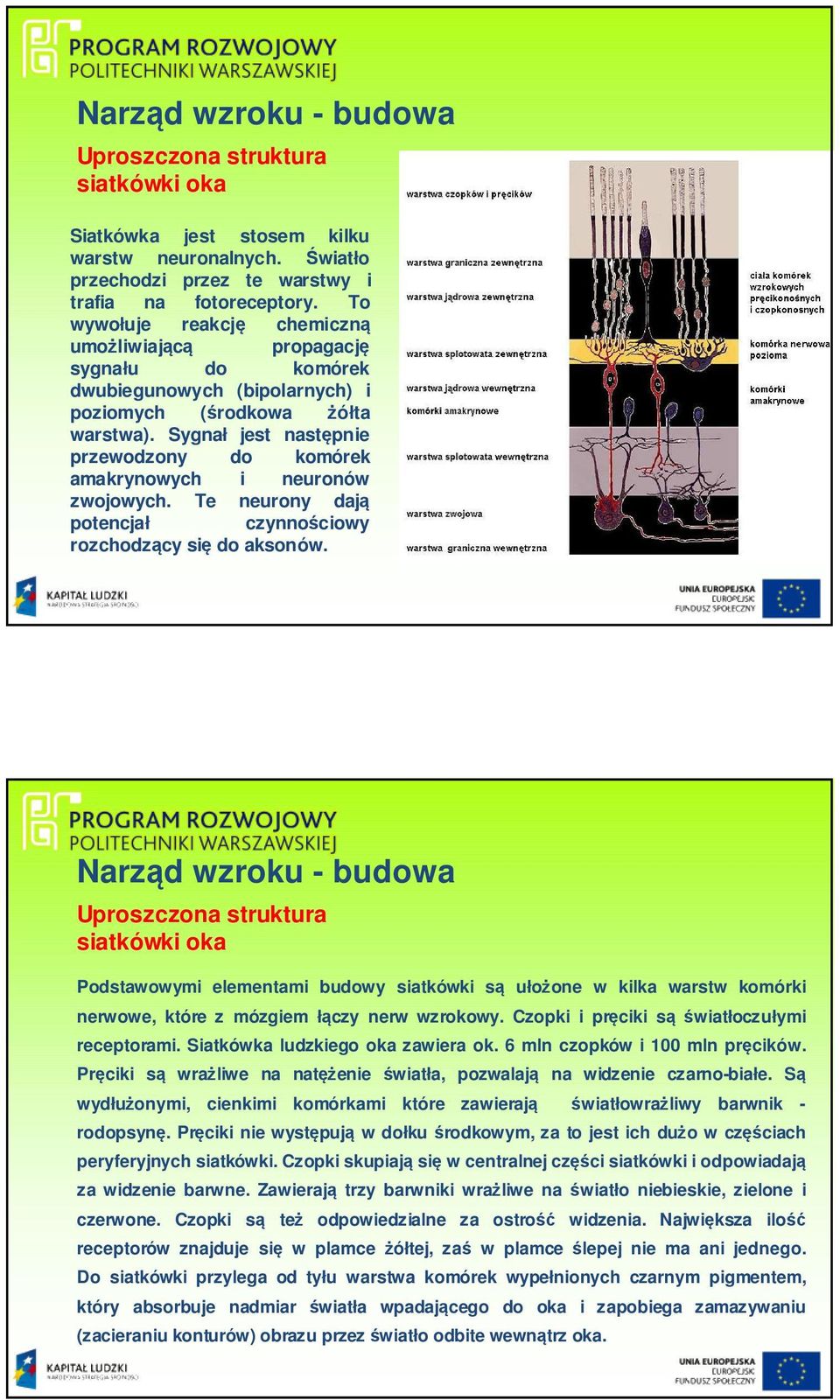 Sygnał jest następnie przewodzony do komórek amakrynowych i neuronów zwojowych. Te neurony dają potencjał czynnościowy rozchodzący się do aksonów.