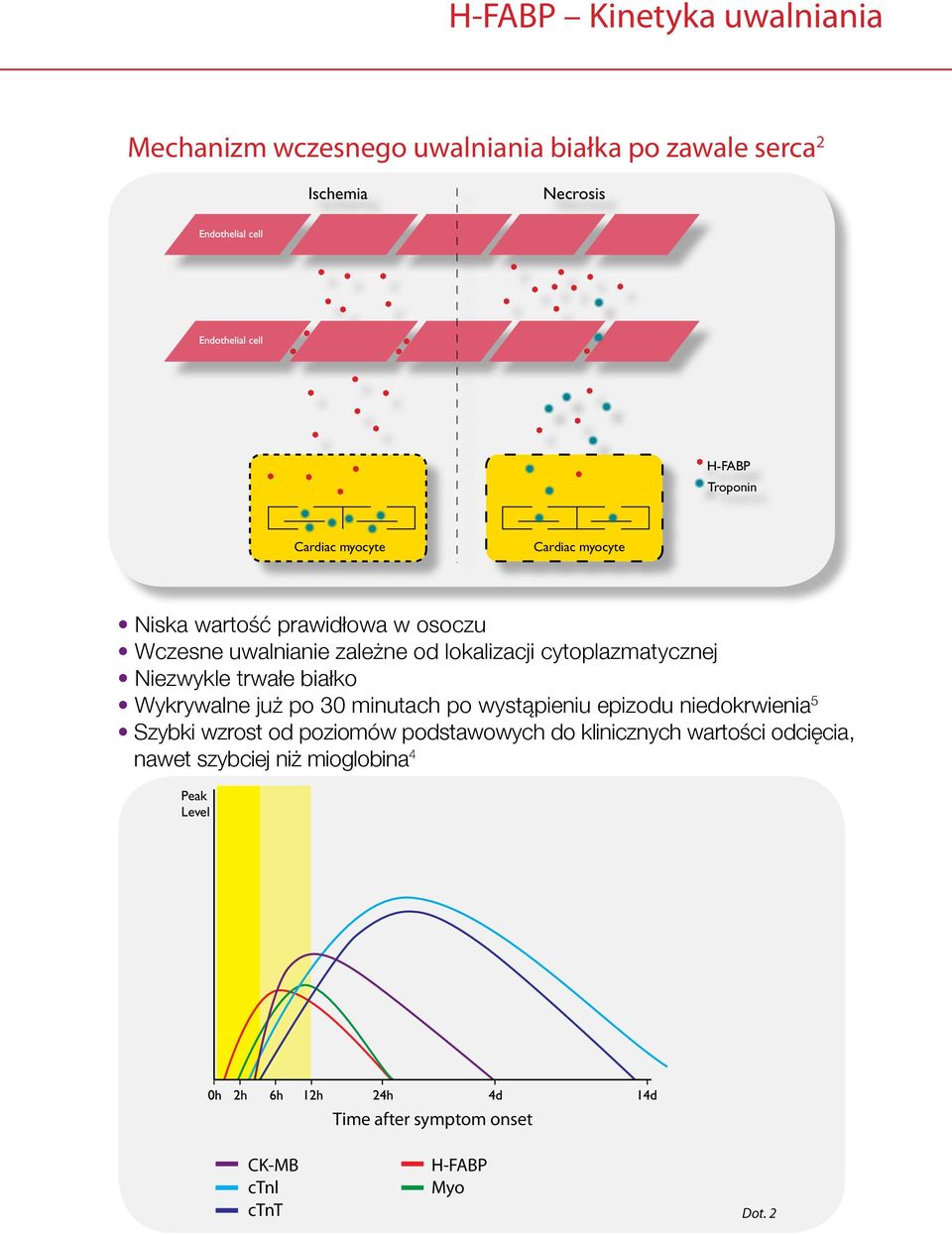 trwałe białko Wykrywalne już po 3 minutach po wystąpieniu epizodu niedokrwienia 5 Szybki wzrost od poziomów podstawowych do