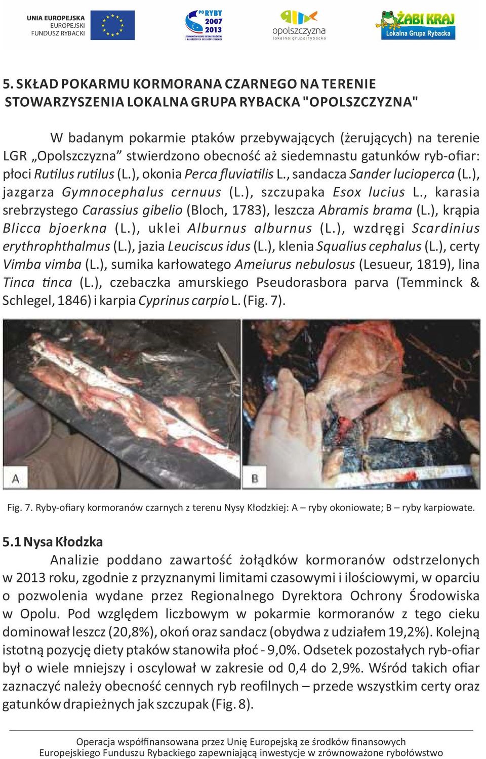 , karasia srebrzystego Carassius gibelio (Bloch, 1783), leszcza Abramis brama (L.), krąpia Blicca bjoerkna (L.), uklei Alburnus alburnus (L.), wzdręgi Scardinius erythrophthalmus (L.