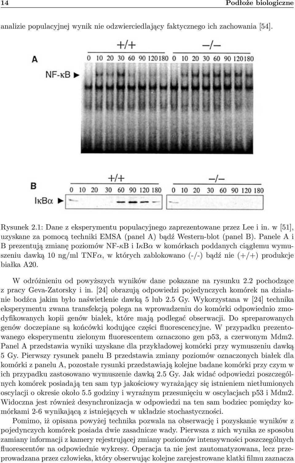 Panele A i B prezentują zmianę poziomów NF-κB i IκBα w komórkach poanych ciągłemu wymuszeniu awką 10 ng/ml TNFα, w których zablokowano (-/-) bąź nie (+/+) proukcje białka A20.