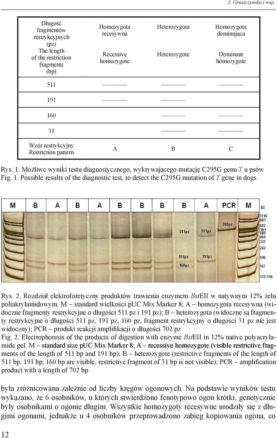 191 160 31 Wzór restrykcyjny Restriction pattern A B C Rys. 1. Możliwe wyniki testu diagnostycznego, wykrywającego mutację C295G genu T u psów Fig. 1. Possible results of the diagnostic test, to detect the C295G mutation of T gene in dogs Rys.