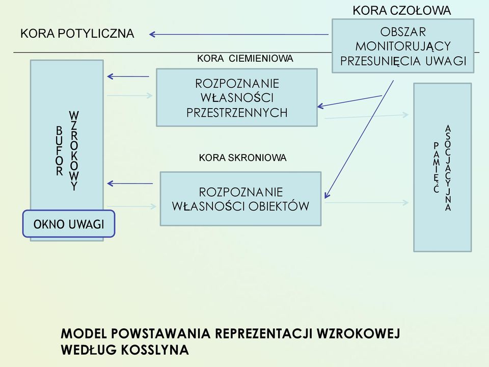 OBIEKTÓW KORA CZOŁOWA OBSZAR MONITORUJĄCY PRZESUNIĘCIA UWAGI P A M IĘ Ć A