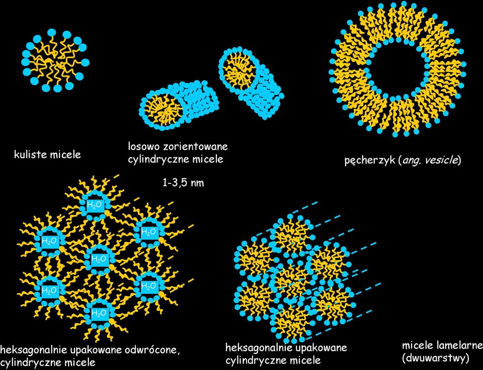 vesicle) H 2 O H 2 O H 2 O H 2 O H 2 O H 2 O H 2 O heksagonalnie