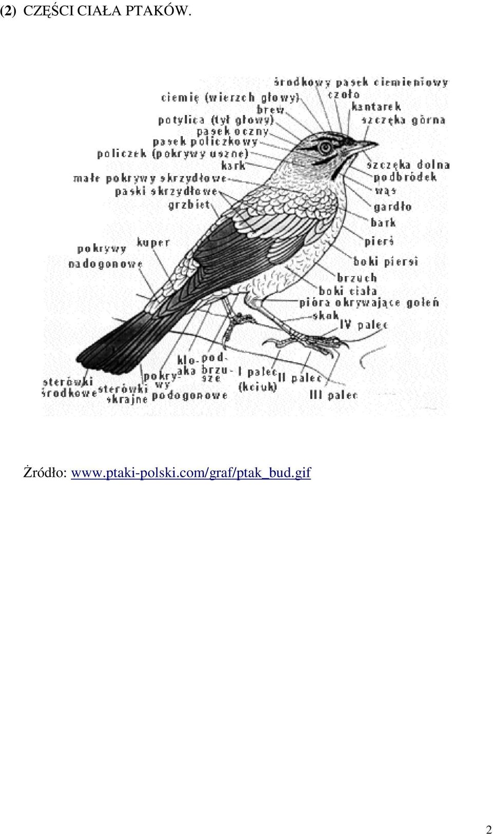 śródło: www.