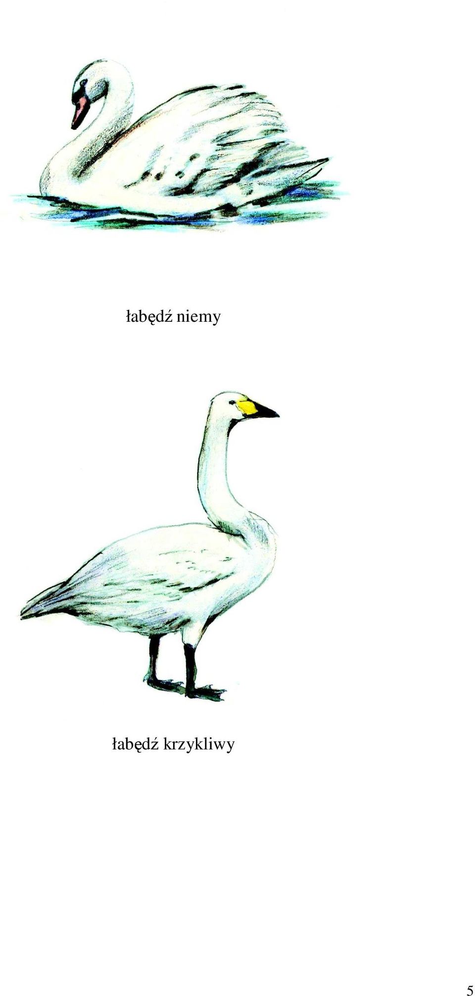 krzykliwy
