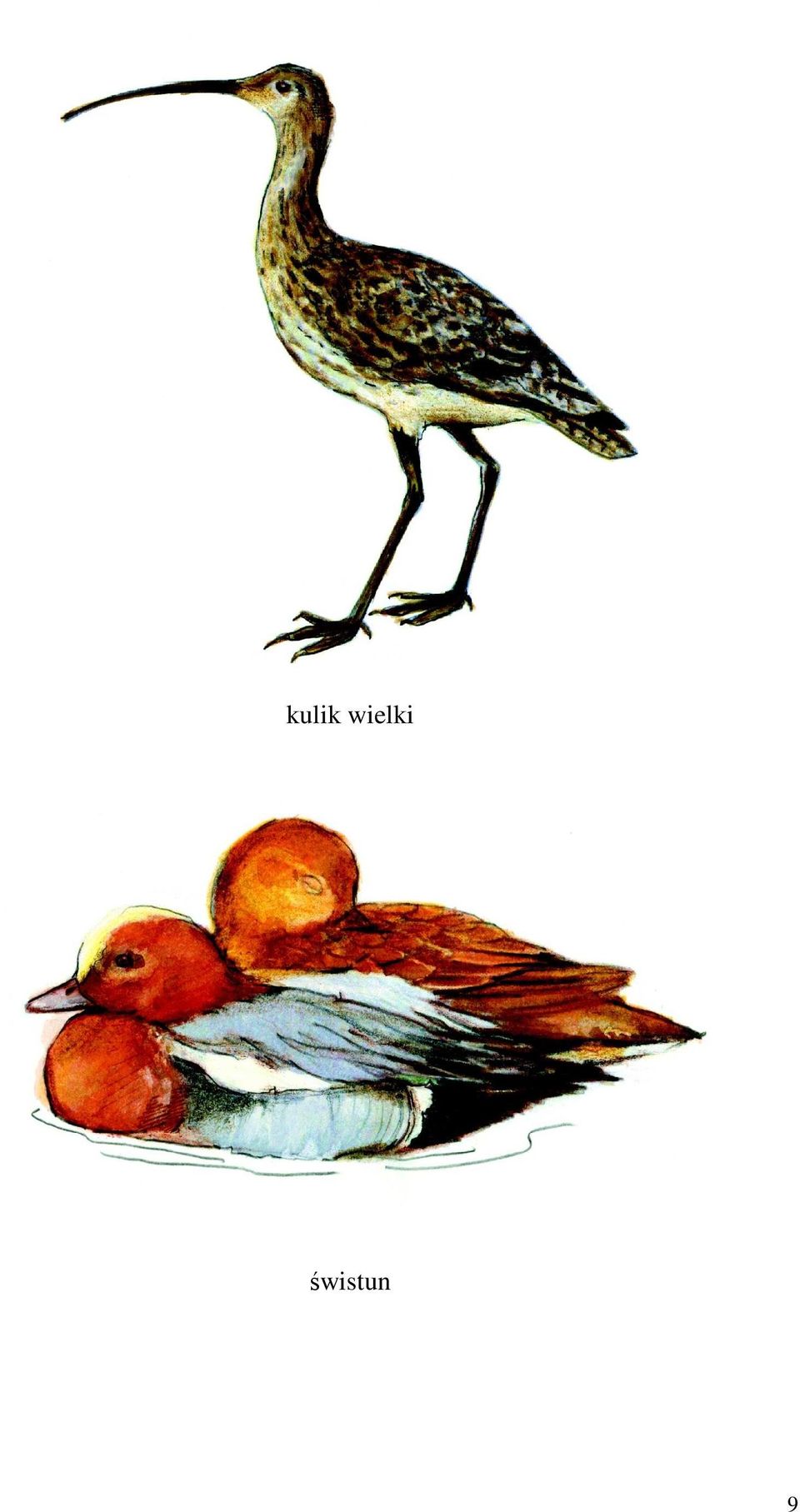 świstun 9