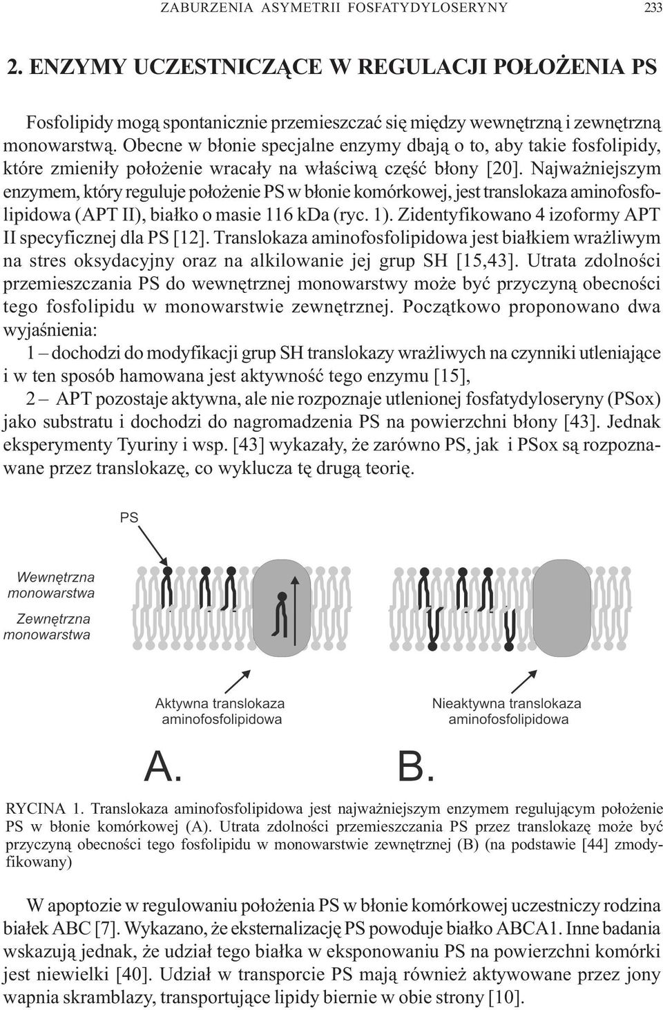 Najwa niejszym enzymem, który reguluje po³o enie PS w b³onie komórkowej, jest translokaza aminofosfolipidowa (APT II), bia³ko o masie 116 kda (ryc. 1).