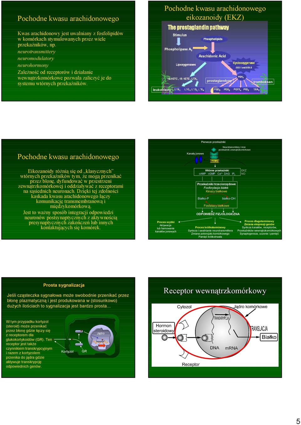 prostaglandyny tromboksan leukotrieny Pierwsze przekaźniki Pochodne kwasu arachidonowego Kanały jonowe Neurotransmitery i inne przekaźniki zewnątrzkomórkowe receptor Białka G Eikozanoidy róŝnią się