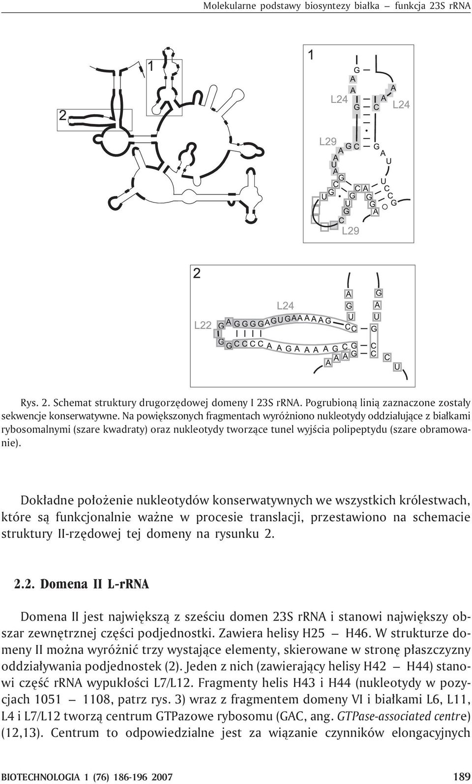 Dok³adne po³o enie nukleotydów konserwatywnych we wszystkich królestwach, które s¹ funkcjonalnie wa ne w procesie translacji, przestawiono na schemacie struktury II-rzêdowej tej domeny na rysunku 2.