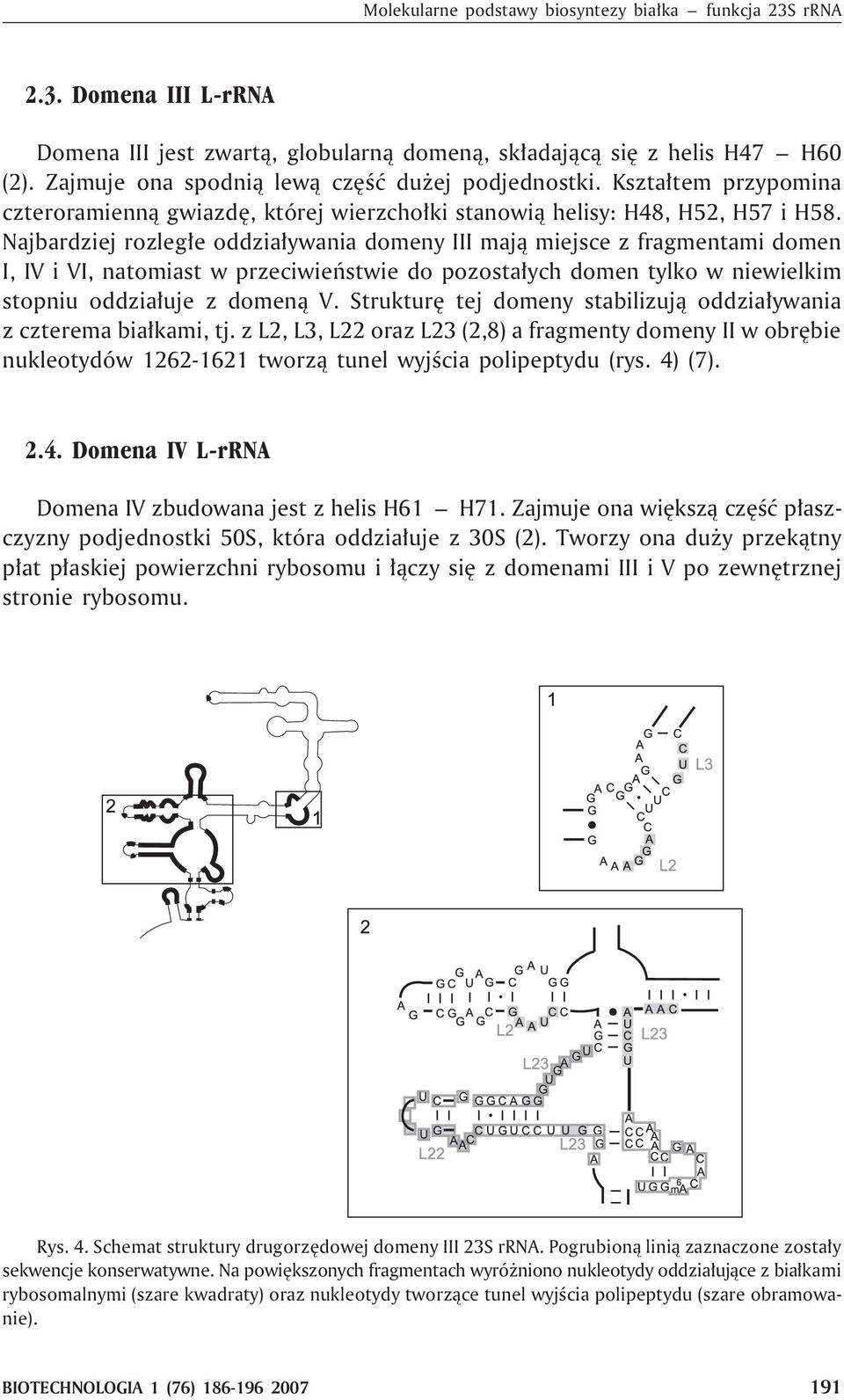 Najbardziej rozleg³e oddzia³ywania domeny III maj¹ miejsce z fragmentami domen I, IV i VI, natomiast w przeciwieñstwie do pozosta³ych domen tylko w niewielkim stopniu oddzia³uje z domen¹ V.