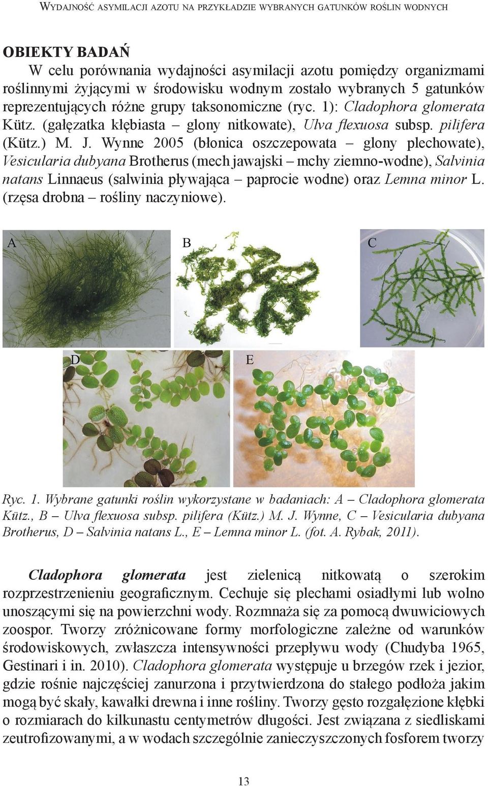 Wynne 2005 (błonica oszczepowata glony plechowate), Vesicularia dubyana Brotherus (mech jawajski mchy ziemno-wodne), Salvinia natans Linnaeus (salwinia pływająca paprocie wodne) oraz Lemna minor L.