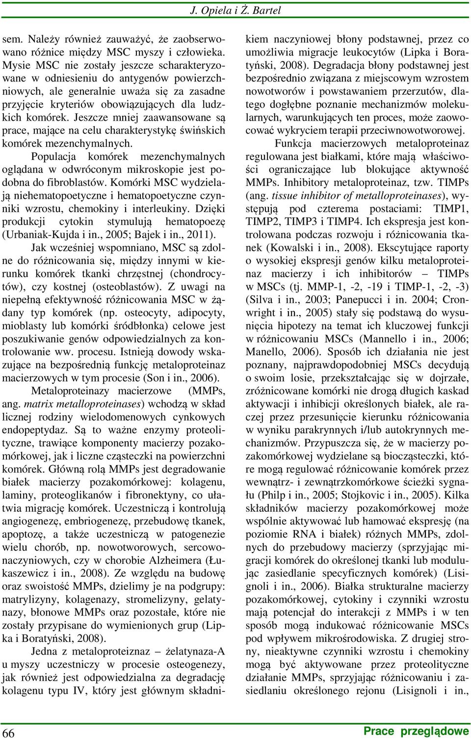 Jeszcze mniej zaawansowane są prace, mające na celu charakterystykę świńskich komórek mezenchymalnych. Populacja komórek mezenchymalnych oglądana w odwróconym mikroskopie jest podobna do fibroblastów.