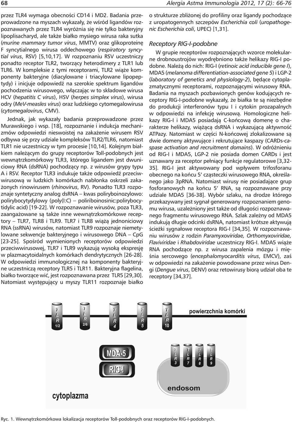 tumor virus, MMTV) oraz glikoproteinę F syncytialnego wirusa oddechowego (respiratory syncytial virus, RSV) [5,10,17].