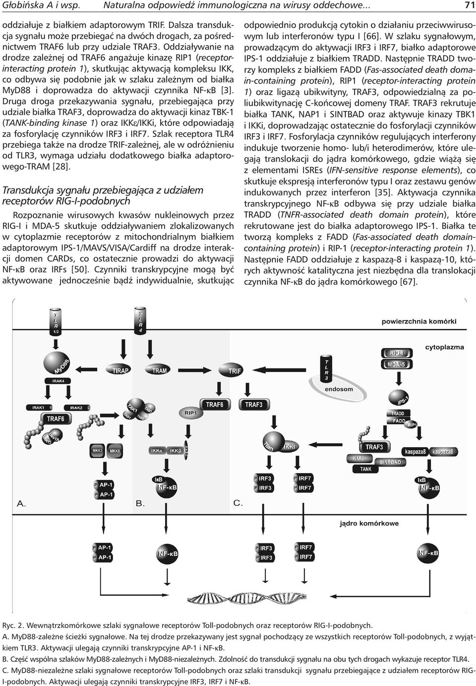 Oddziaływanie na drodze zależnej od TRAF6 angażuje kinazę RIP1 (receptorinteracting protein 1), skutkując aktywacją kompleksu IKK, co odbywa się podobnie jak w szlaku zależnym od białka MyD88 i