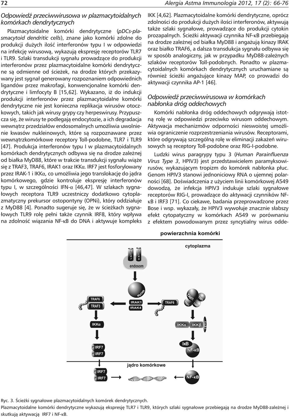 Szlaki transdukcji sygnału prowadzące do produkcji interferonów przez plazmacytoidalne komórki dendrytyczne są odmienne od ścieżek, na drodze których przekazywany jest sygnał generowany rozpoznaniem