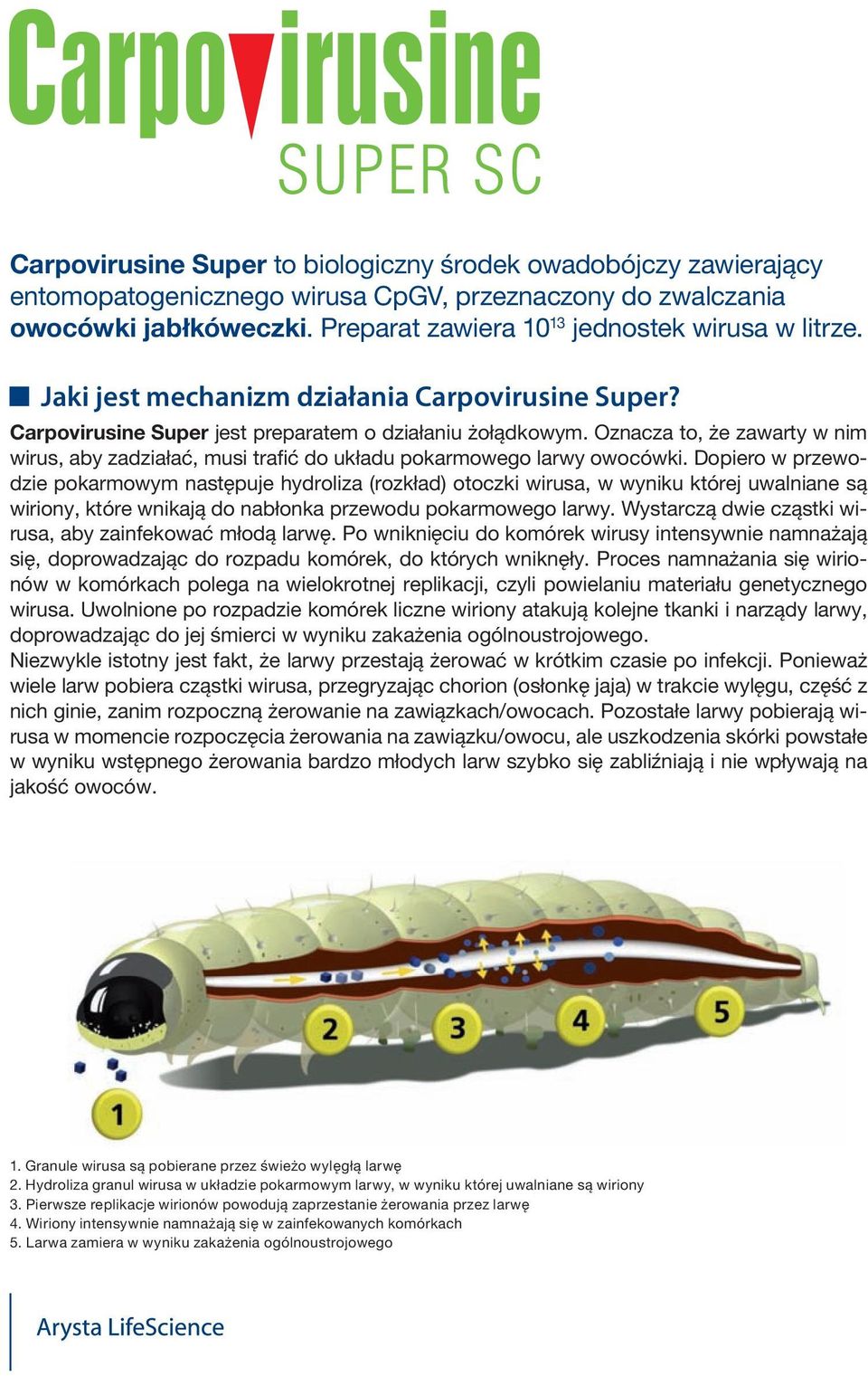 Dopiero w przewodzie pokarmowym następuje hydroliza (rozkład) otoczki wirusa, w wyniku której uwalniane są wiriony, które wnikają do nabłonka przewodu pokarmowego larwy.