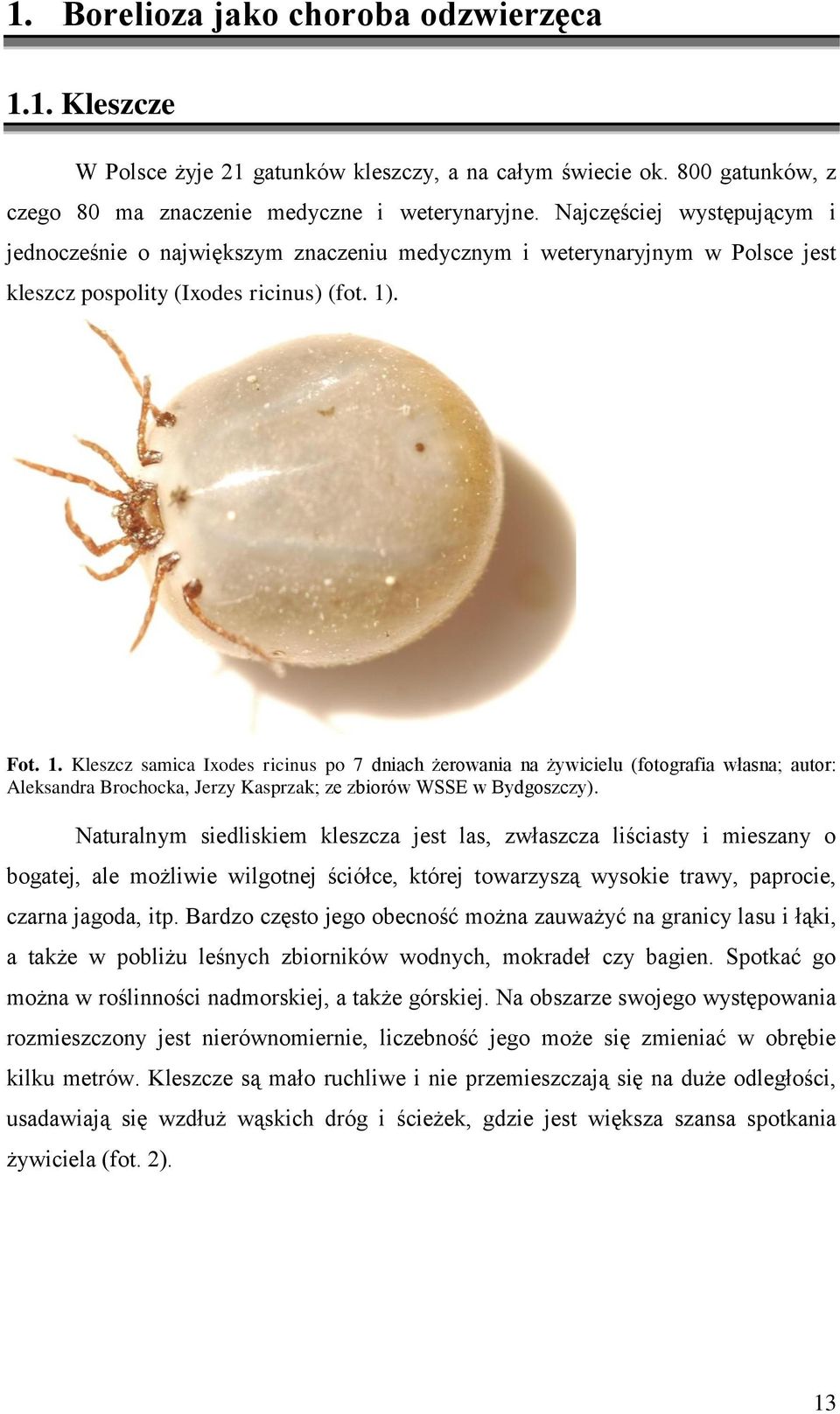 . Fot. 1. Kleszcz samica Ixodes ricinus po 7 dniach żerowania na żywicielu (fotografia własna; autor: Aleksandra Brochocka, Jerzy Kasprzak; ze zbiorów WSSE w Bydgoszczy).