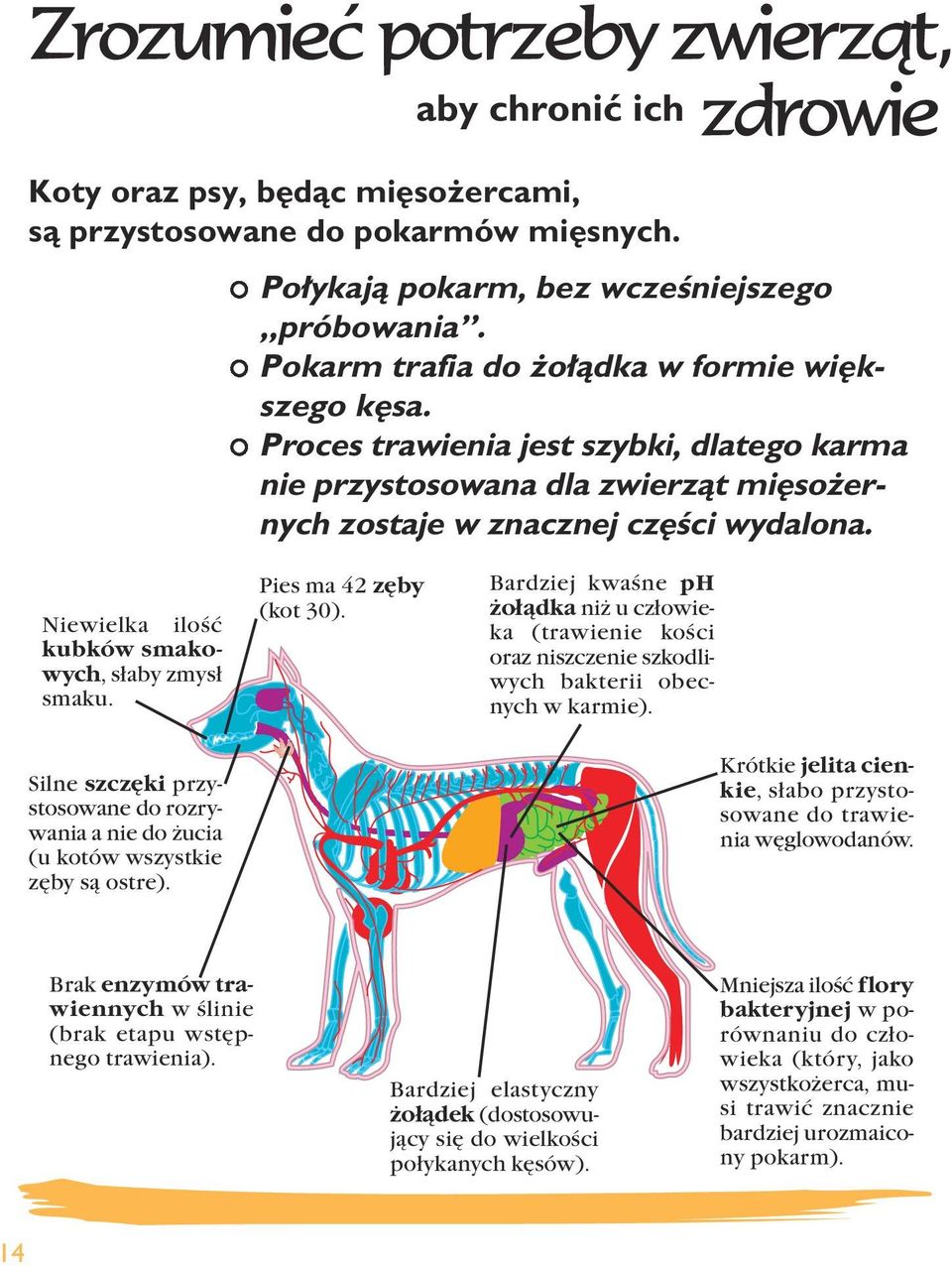 Niewielka ilość kubków smakowych, słaby zmysł smaku. Silne szczęki przystosowane do rozrywania a nie do żucia (u kotów wszystkie zęby są ostre). Pies ma 42 zęby (kot 30).