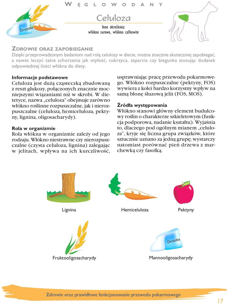 Celuloza jest dużą cząsteczką zbudowaną z reszt glukozy, połączonych znacznie mocniejszymi wiązaniami niż w skrobi.