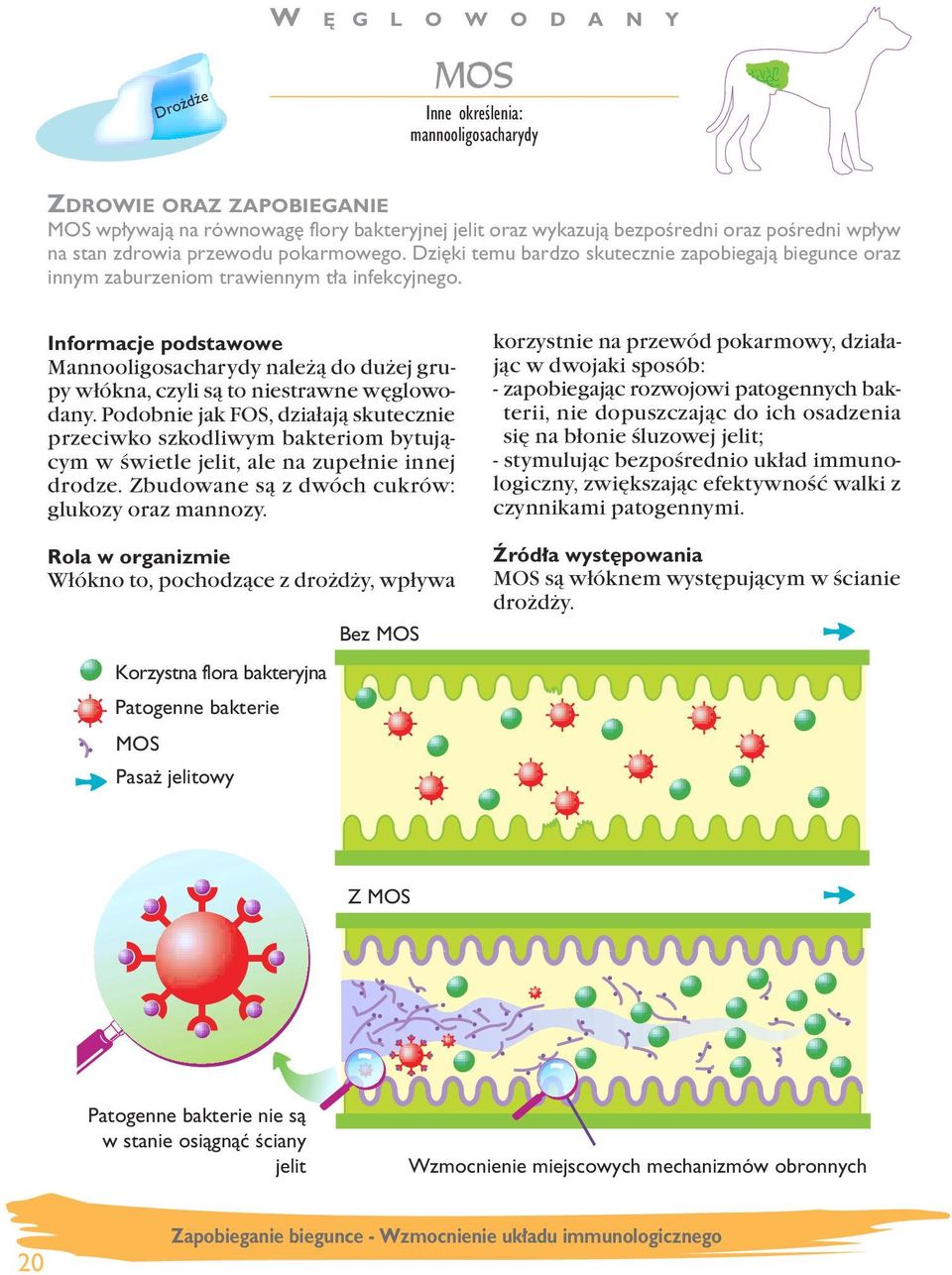 Mannooligosacharydy należą do dużej grupy włókna, czyli są to niestrawne węglowodany.