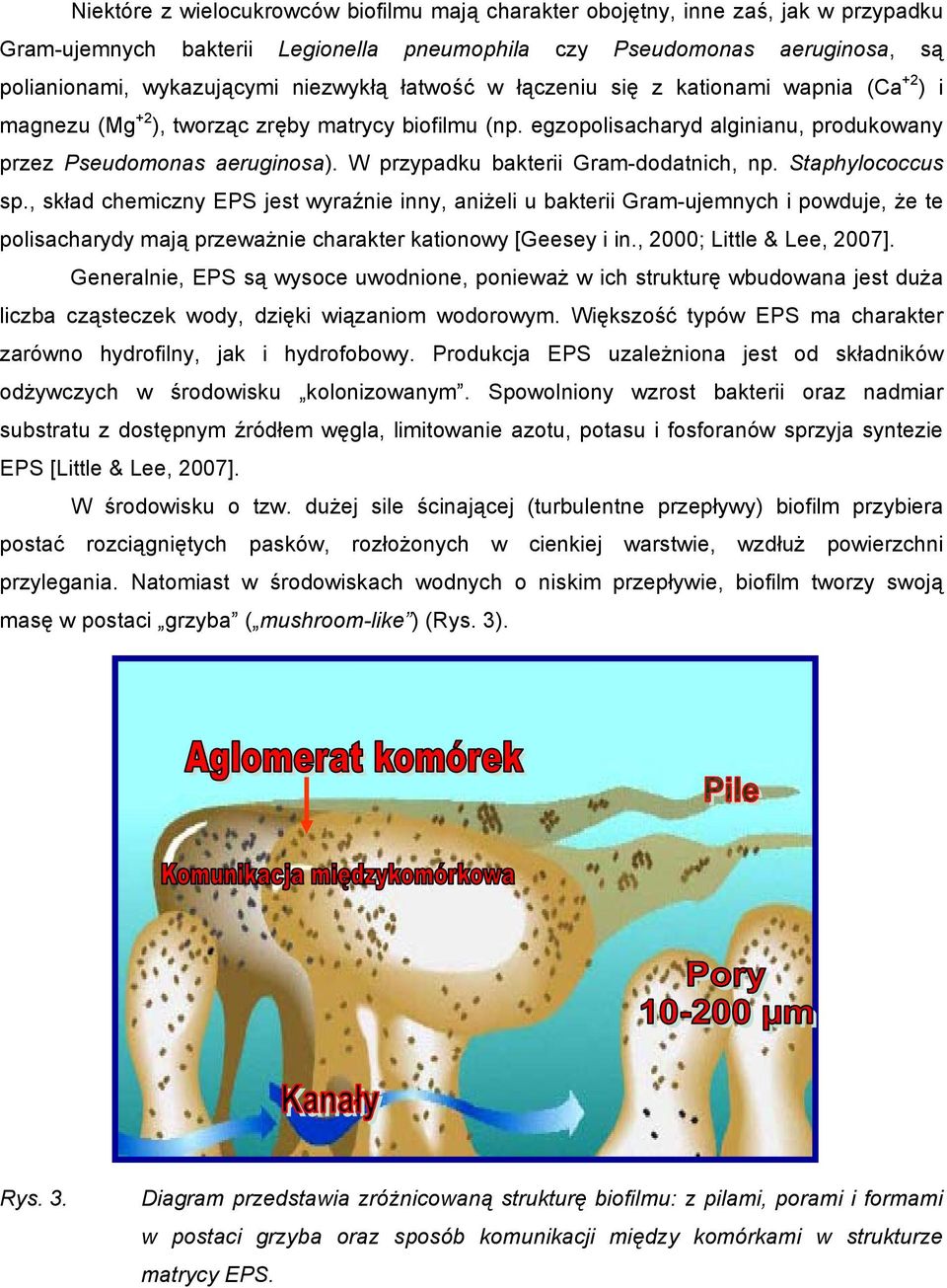 W przypadku bakterii Gram-dodatnich, np. Staphylococcus sp.