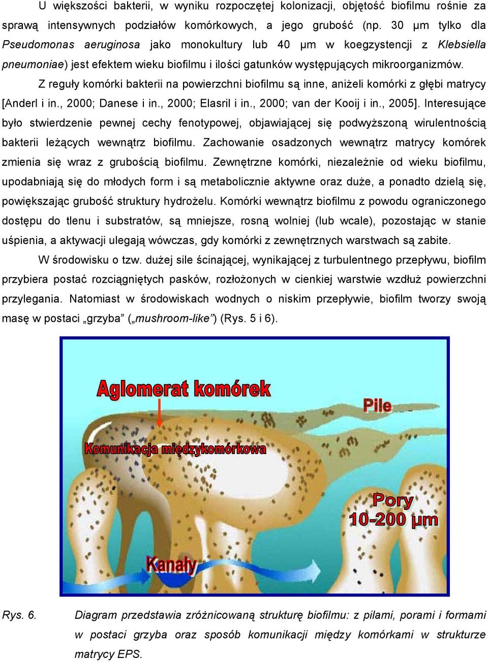 Z reguły komórki bakterii na powierzchni biofilmu są inne, aniżeli komórki z głębi matrycy [Anderl i in., 2000; Danese i in., 2000; Elasril i in., 2000; van der Kooij i in., 2005].