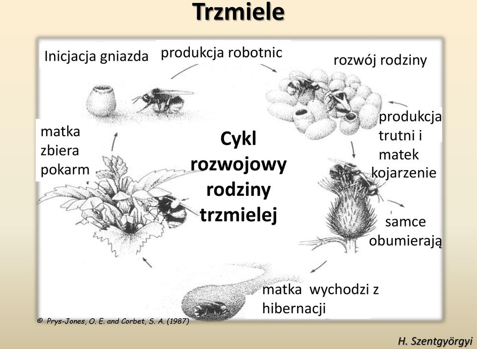 trzmielej produkcja trutni i matek kojarzenie samce