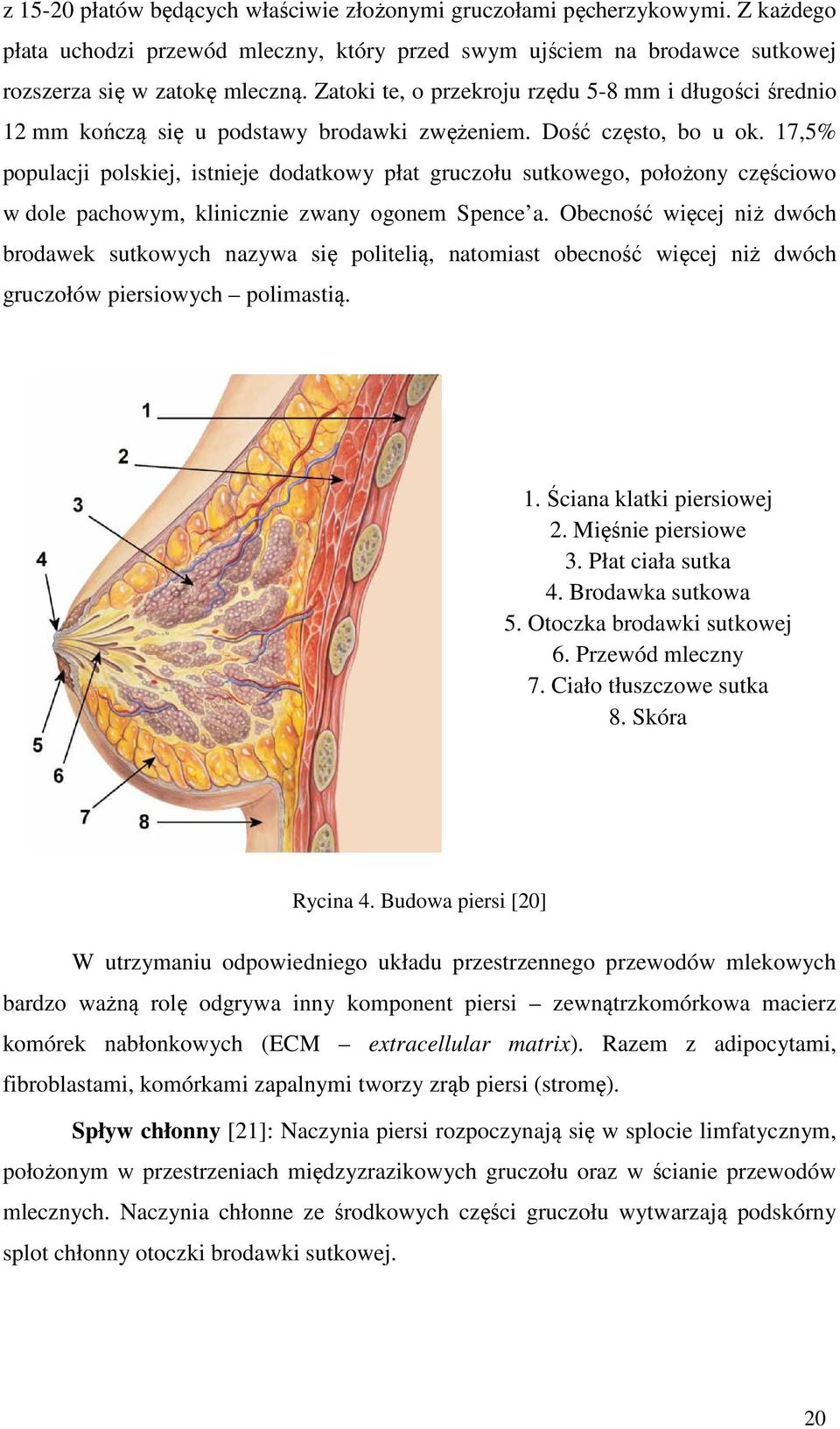 17,5% populacji polskiej, istnieje dodatkowy płat gruczołu sutkowego, położony częściowo w dole pachowym, klinicznie zwany ogonem Spence a.