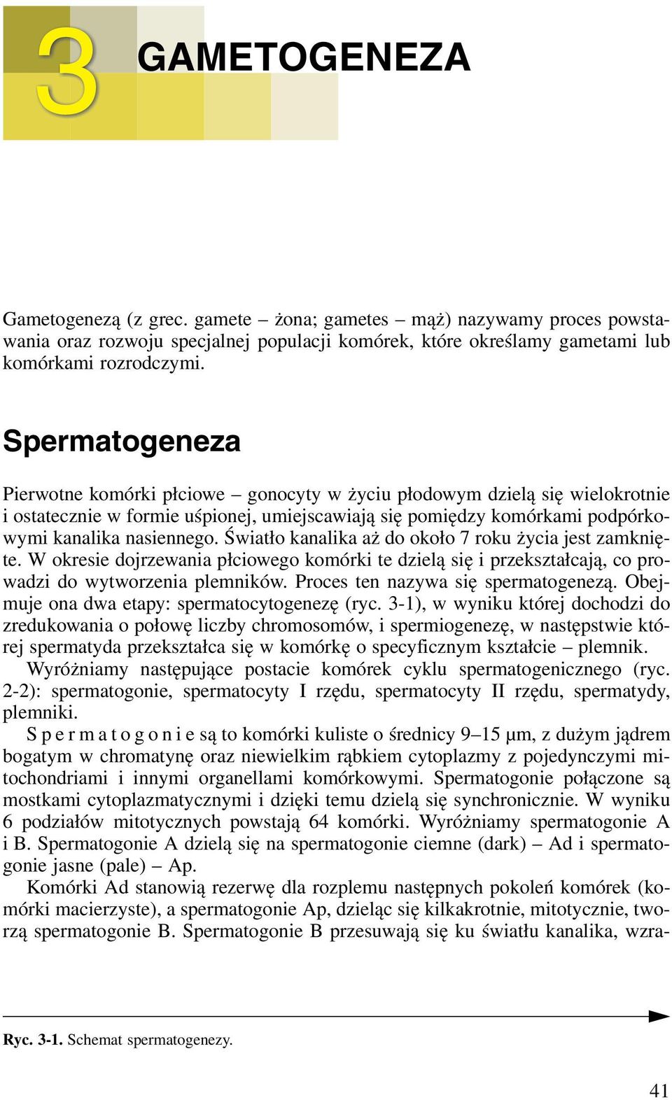 Światło kanalika aż do około 7 roku życia jest zamknięte. W okresie dojrzewania płciowego komórki te dzielą się i przekształcają, co prowadzi do wytworzenia plemników.