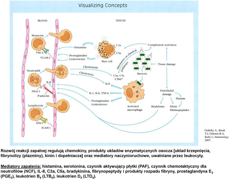 dopełniacza] oraz mediatory naczynioruchowe, uwalniane przez leukocyty.