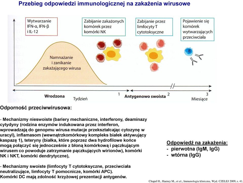 hydrofilowe końce mogą połączyć się jednocześnie z błoną komórkową i pączkującym wirusem co powoduje zatrzymanie pączkujących wirionów), komórki NK i NKT, komórki dendrytyczne), - Mechanizmy swoiste