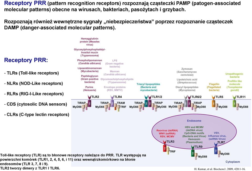 Receptory PRR: - TLRs (Toll-like receptors) - NLRs (NOD-Like receptors) - RLRs (RIG-I-Like receptors) - CDS (cytosolic DNA sensors) - CLRs (C-type lectin receptors) Toll-like
