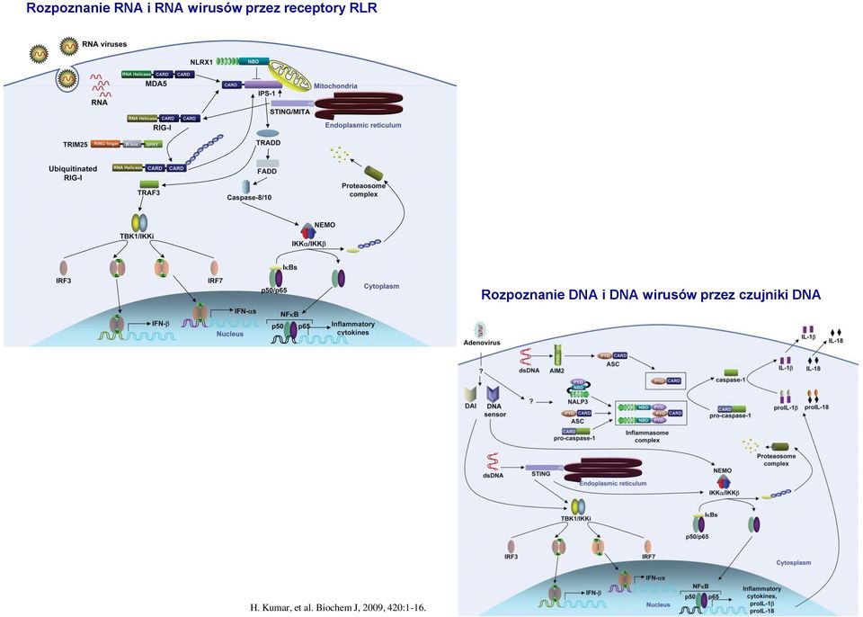 wirusów przez czujniki DNA H.