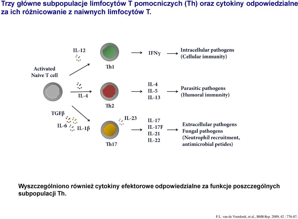 Wyszczególniono również cytokiny efektorowe odpowiedzialne za funkcje