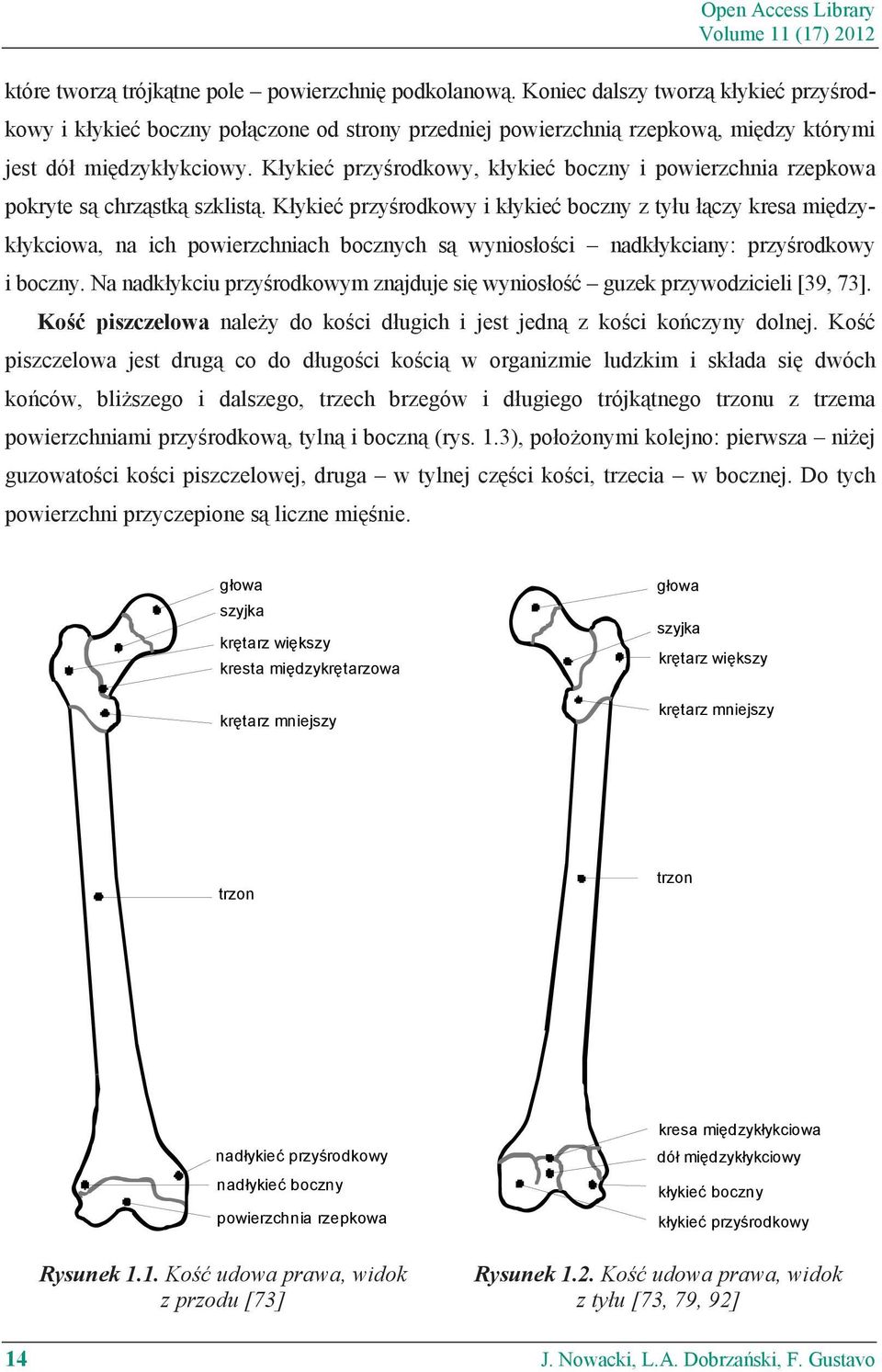 K ykie przy rodkowy, k ykie boczny i powierzchnia rzepkowa pokryte s chrz stk szklist.