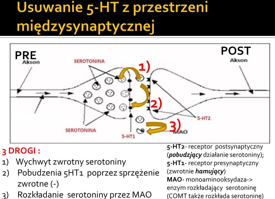 serotoniny); 5-HT1- receptor presynaptyczny (zwrotnie hamujący) MAO- monoaminooksydaza->