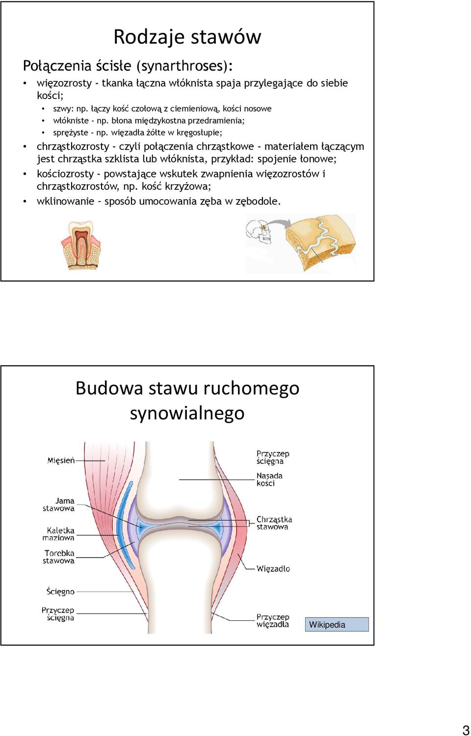 więzadła żółte w kręgosłupie; chrząstkozrosty - czyli połączenia chrząstkowe - materiałem łączącym jest chrząstka szklista lub włóknista, przykład: