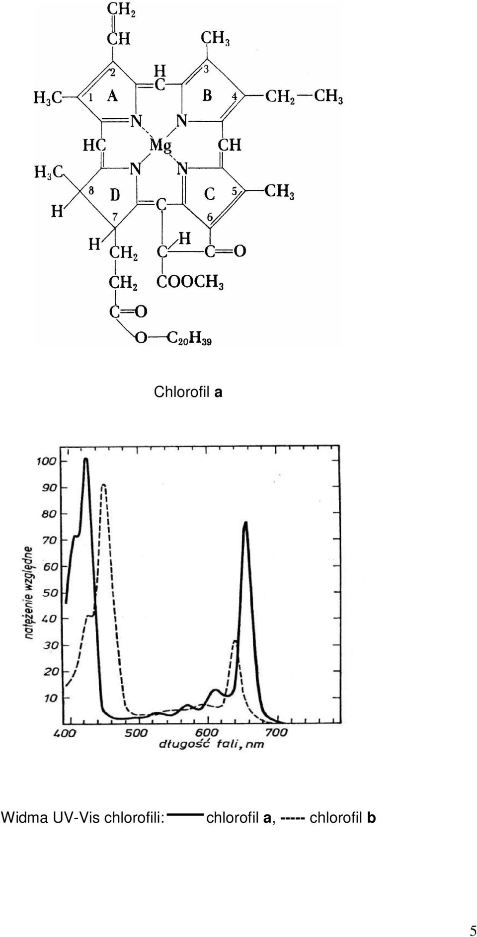 chlorofili: